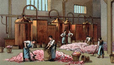 Flower distillery for the production of petrol and water of Flowers. Chromolithography of the late 19th century by Unknown artist