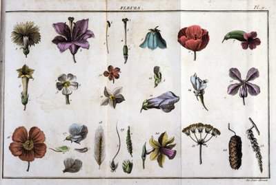 Flowers: in 