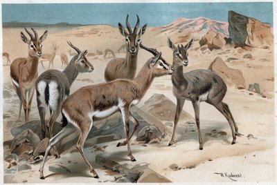 Gazelle - Engraving from 