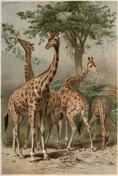 Giraffe - Engraving from 