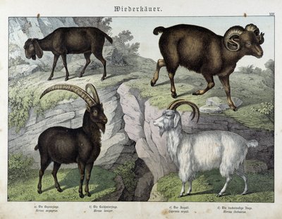 Goat - in "Natural History of Mammals", ed. Schreiber by Unknown artist