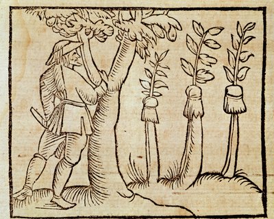 Grafting the trees, illustration from De Agricoltura Vulgare, by Pier Crescenzio, edition published in Venice by Unknown artist
