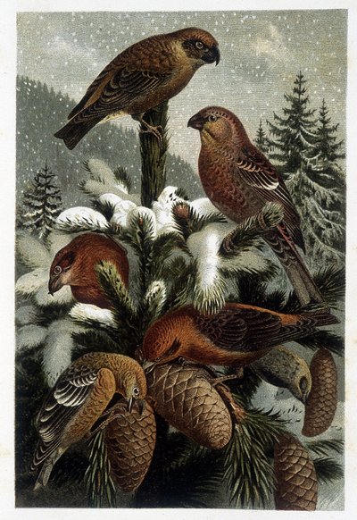 Guiffolotto delle Pinete e Crocieri - in 