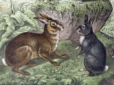 Hare and Rabbit - in 