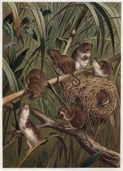 Harvest Rat (or Dwarf Mouse) - Eurasian Harvest Mouse (Micromys minutus) - engraving from 