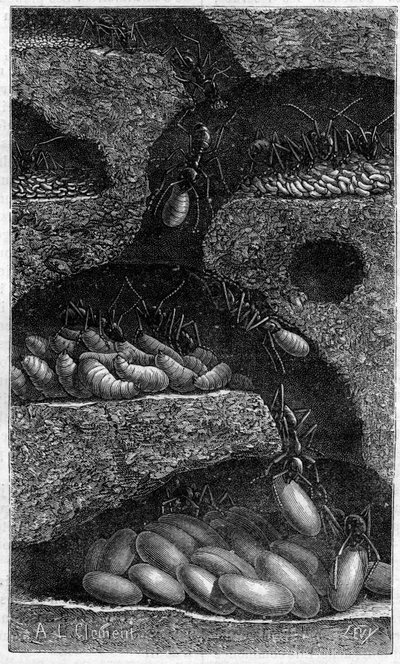 Housing eggs and larvae in an ant. Engraving in 