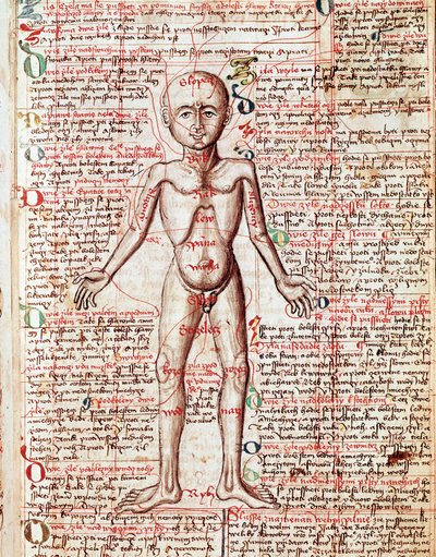Human body Engraving from 