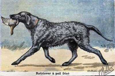 Hunting Dog: Curly-haired Retriever by Unknown artist