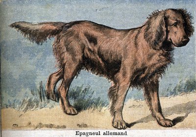 Hunting dog: German spaniel by Unknown artist
