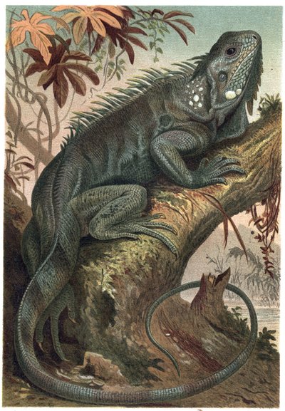 Iguana (Herbivorous Lizards) - Engraving from 