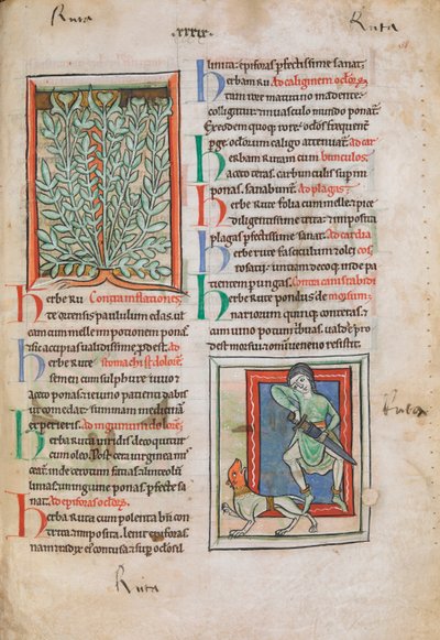Illuminated miniatures of the plant Rue by Unknown artist