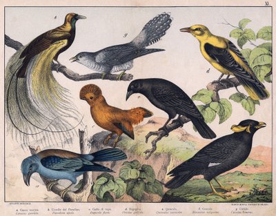 Illustration for “Natural History of Birds”, ed. Hoepli, Milan by Unknown Artist