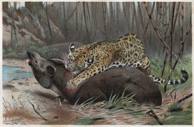 Jaguar (Panthera onca) - engraving from 
