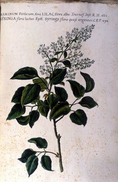 Jasmine branch. Plate from a 17th century herbarium by Unknown artist