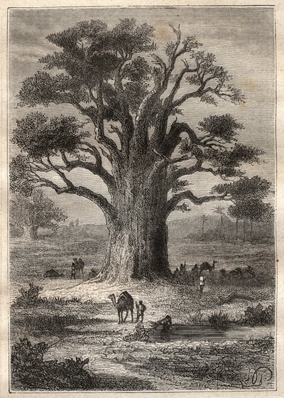 Journey (1798) by Frederic Conrad (Konrad) Hornemann (1772-1801) to Fezzan (Libya): a baobab - illustration taken from 