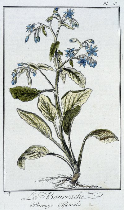 Borage (Borrage Officinalis) - in 