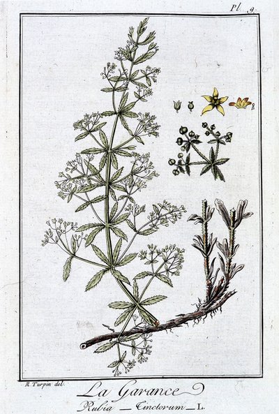 Madder (Rubia Tinctorum) - in 