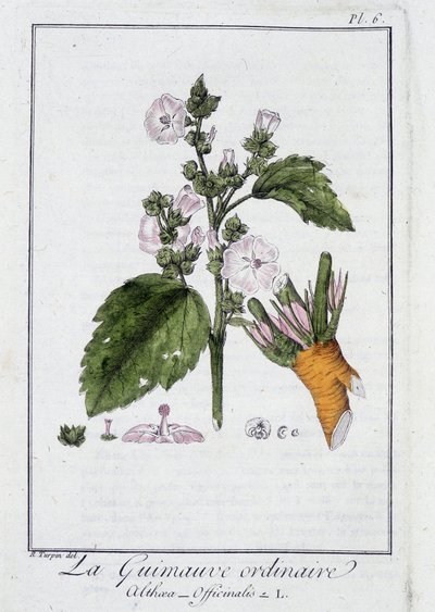 La Marshmallow Ordinaire (Althaea Officinalis) - in 