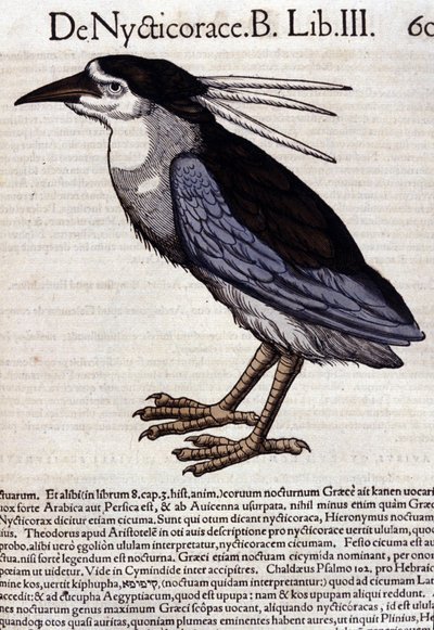 The bihoreau in Historia Animalium by Conrad Gesner by Unknown artist