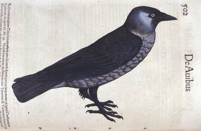 The choucas in Historia Animalium by Conrad Gesner by Unknown artist