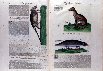 The Civet, the Hyena, and the Mongoose in Historia Animalium by Conrad Gesner (1516-1565) by Unknown artist