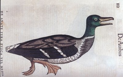 The ducard souchet in Historia Animalium by Conrad Gesner by Unknown artist