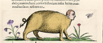 The Manticore - in 