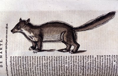 The Marten in Historia Animalium by Conrad Gesner (1516 - 1565), Tiguri by Unknown artist