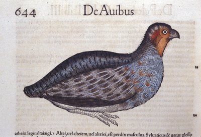 The Partridge in Historia Animalium by Conrad Gesner (1516 - 1565), Tiguri by Unknown artist