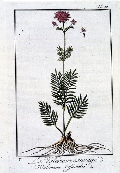 La Valériane Sauvage - in 