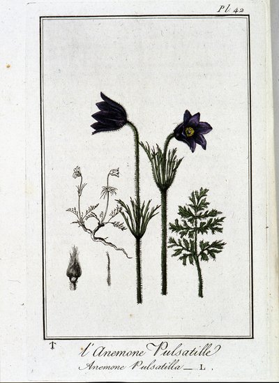 The anemone pulsatilla - in 