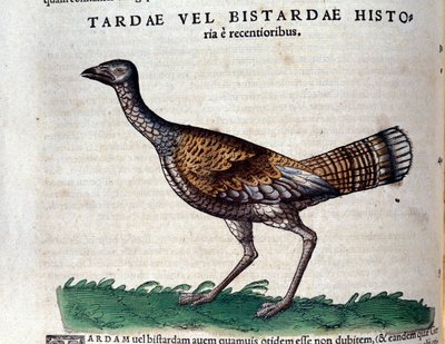 The bustard from Historiae Animalium by Conrad Gesner (1516 - 1565), Tiguri by Unknown artist