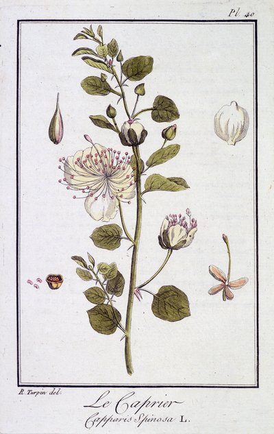 The Caper (Capparis Spinosa) - in 