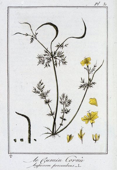 Le Cumin Cornu (Hypecoom procumbens) - in 
