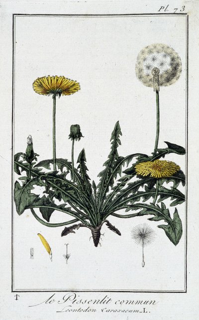 Le Dandelion Commun (Leontodon caraxacum) - in 