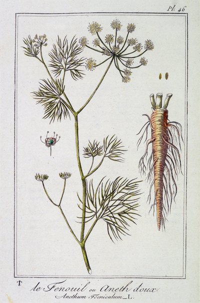 Fennel or Sweet Dill (Anethum Foeniculum) - in 
