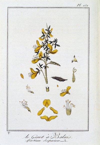 Le Genet a Broom (Spartium Scoparium) - in 