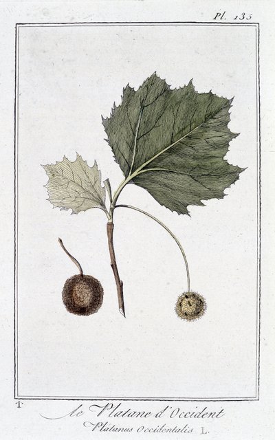 Western Plane Tree (Platanus occidentalis) - in 
