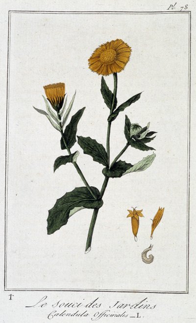 Garden Marigold (Calendula Officinalis) - in 