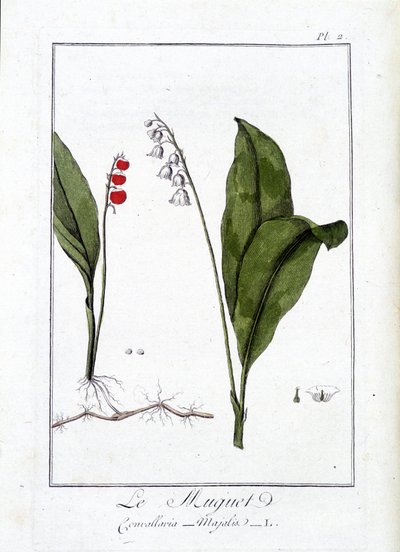 Thrush (Convallaria Majalis) - in 