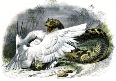 Le ceraste (Vipera cerastes) - Plate from Natural History by Bernard Germain de Lacepede by Unknown artist