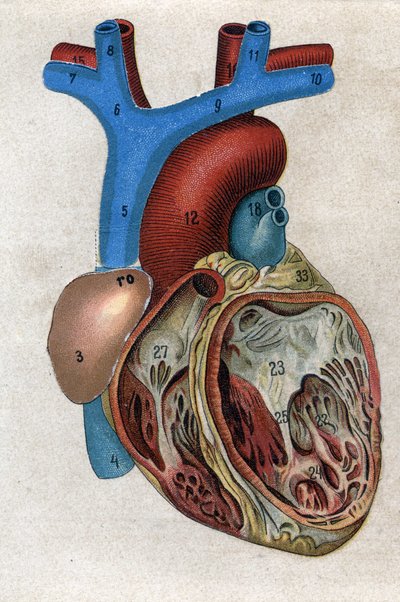 The heart. In 