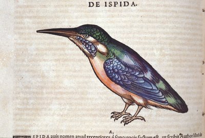 The Bee-Eater - in Historia Animalium by Conrad Gesner, Tiguri by Unknown artist