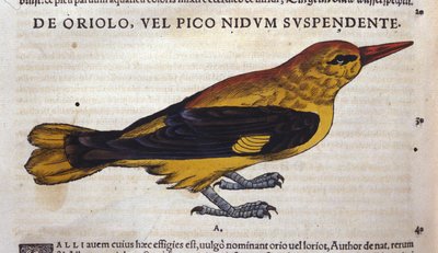 Le pic in Historia Animalium by Conrad Gesner by Unknown artist