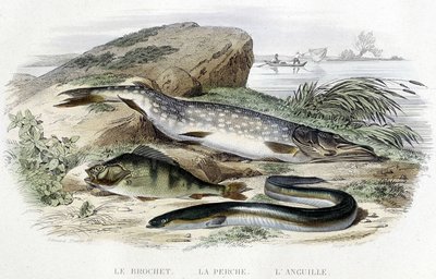 The Pike, the Perch and the Eel - in "Histoire naturelle" by Lacépède, T.II, ed. Furne et Cie, Paris by Unknown artist