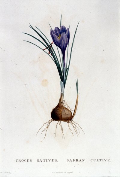 The Saffron (Crocus sativus) from Botanique by J. Rousseau, Paris 1822 by Unknown artist