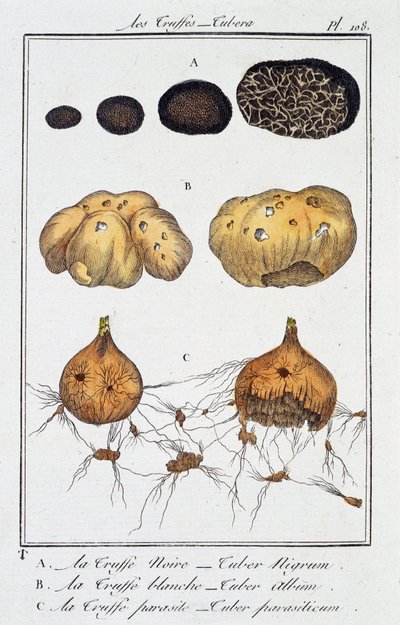 Truffles (Tubera) - in 