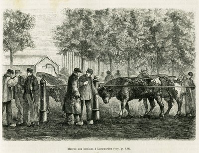 Livestock Walking in Leeuwarden (Netherlands). Engraving to illustrate the story 