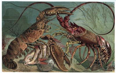 Lobster and European Spiny Lobster - Engraving from 