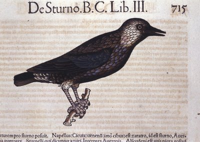 The Starling in Historia Animalium by Conrad Gesner (1516-1565) by Unknown artist